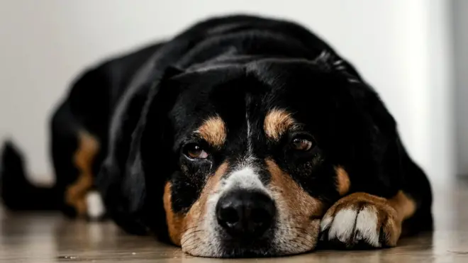 Грустная собака