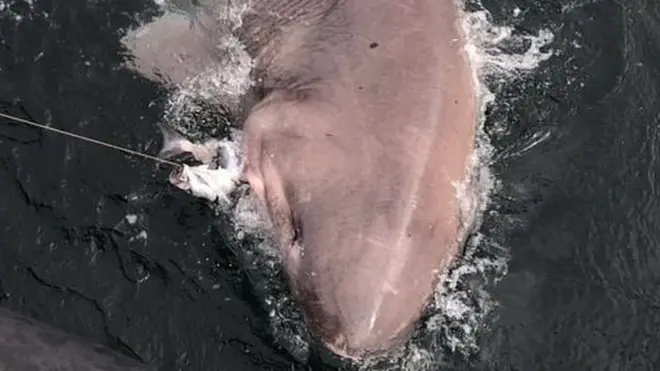 Шестижаберная акула