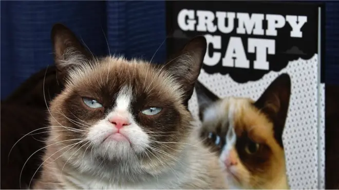 인터넷 스타였던 그럼피 캣은 자신에게 수천만 달러 가치가 매겨지는 것에 기뻐했을지도 모른다