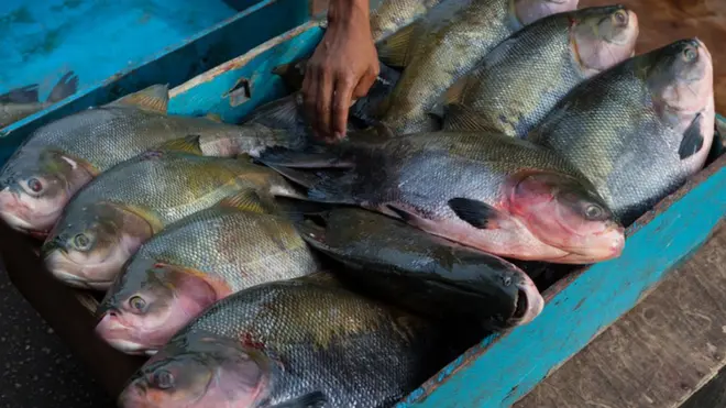 Peixes como o tambaqui são criados hoje na China ecasino online pixoutros países do continente asiático