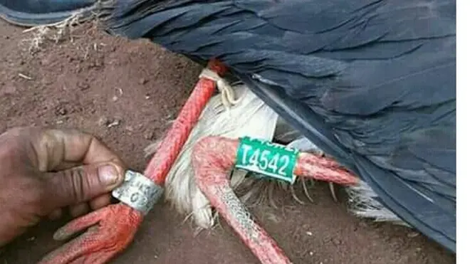 Allaattii Waayit Ispoorki Lixa Oromiyaa Iluu Abbaa Booraa keessatti qubeelaa fi barreefama miilla isaa irraa qabu qabu waliin argame jedhame.