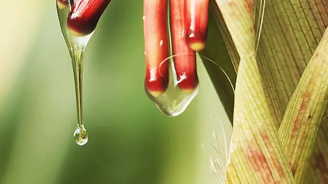 La clave del maíz mixe para fijar nitrógeno está en las bacterias en la mucosidad de sus raíces aéreas.