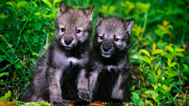 Grey wolf pups