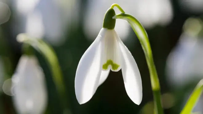Висибабе су већ ту, иако је фебруар.