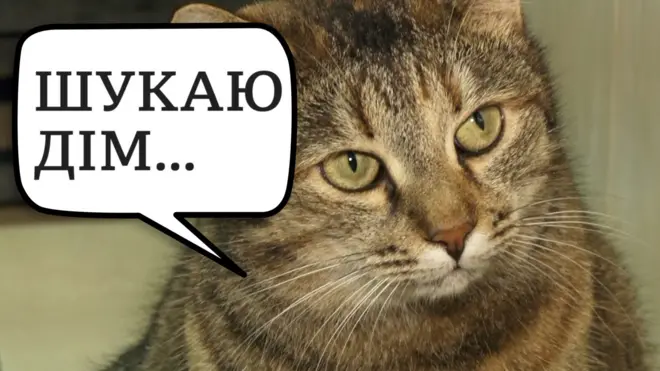 Чому коти страждають через карантин?