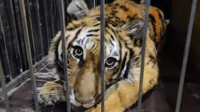 This tigress is one of many animals that have been rescued and moved to Poland