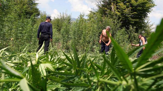 La policía destruye una plantación de marihuana en Ducaj.