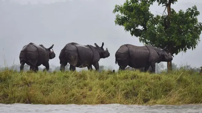 Le rhinocéros noirs en Afrique du Sud