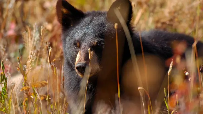 чорний ведмідь