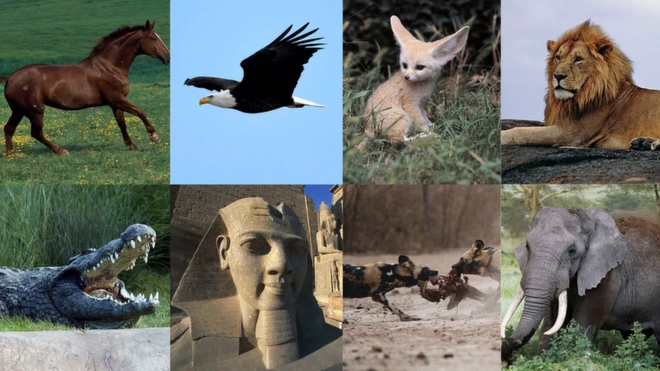 Fauves, félins, alligators et oiseaux se donnent en spectacle à la CAN