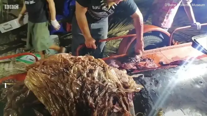 пластик у киту