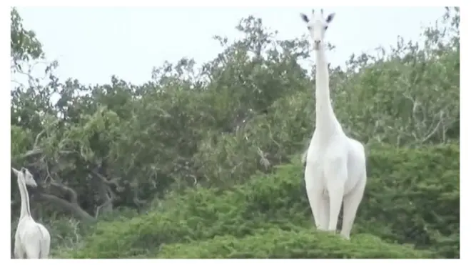 White giraffes