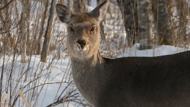 Deer congregate on railway lines to lick the tracks