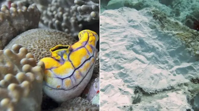 Composición que muestra la destrucción de corales