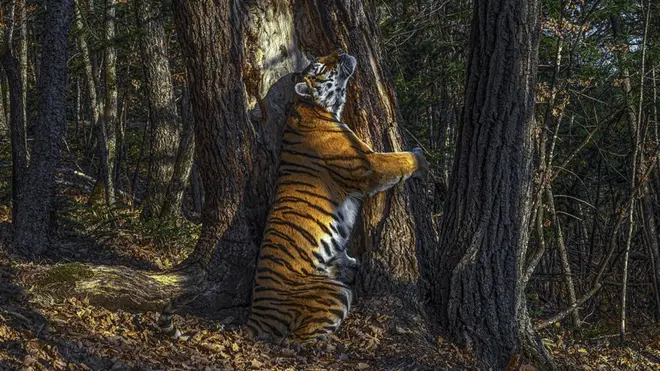 रूस के सर्गेई गोर्शकोव की इस तस्वीर को 'द एम्ब्रेस' का नाम दिया गया है