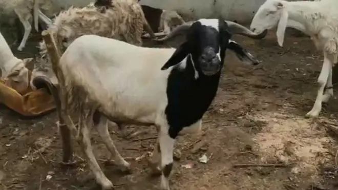 Ram for Sallah