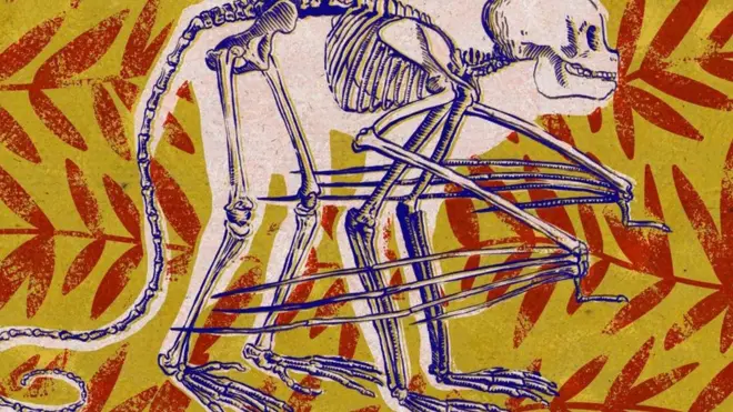 Los animales trepadores de árboles podrían adaptarse al aire y llegar a volar en un futuro lejano.