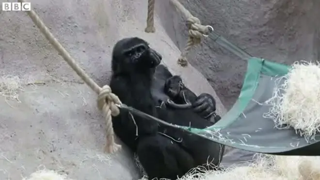 赤ちゃんゴリラいきなり登場　妊娠に気づかず