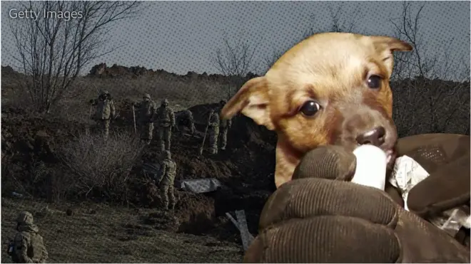 бахмут, пес, собака