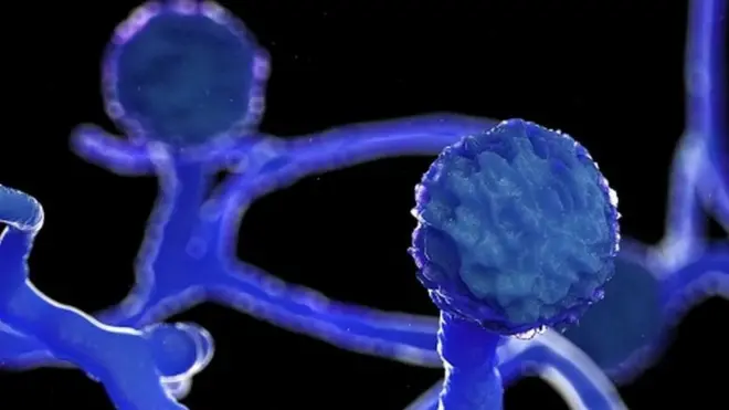 La moisissure Mucor se trouve dans le sol, les plantes, le fumier et les fruits en décomposition.