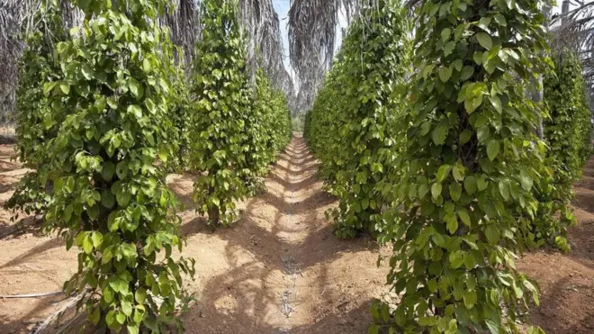 تنمو نبتات الفلفل المتسلقة على قضبان مصفوفة بمحاذاة بعضها البعض بدقة