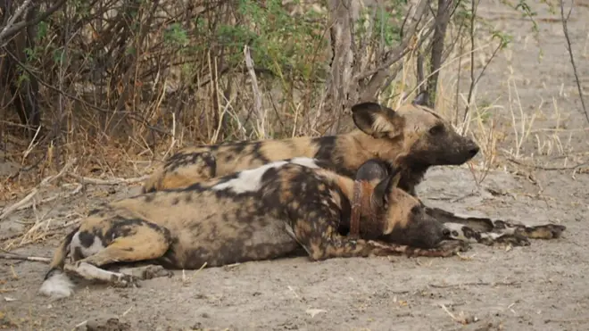 cães selvagens africanos