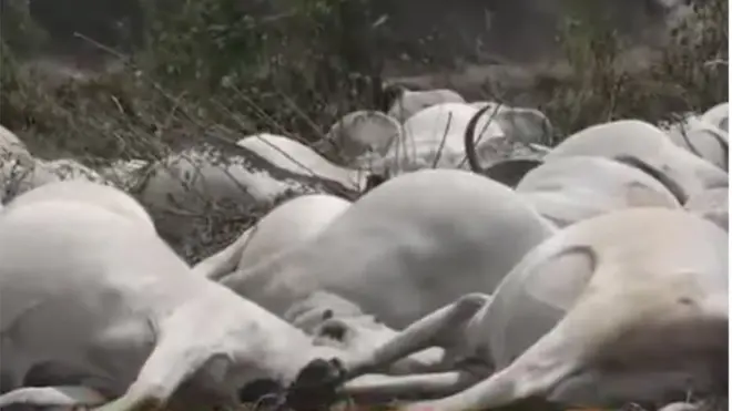 Maalu mẹjọ di oku ni Ikarẹ / Akoko ni eyi ti Olukarẹ ni ko ni ọwọ ara ilu ninu