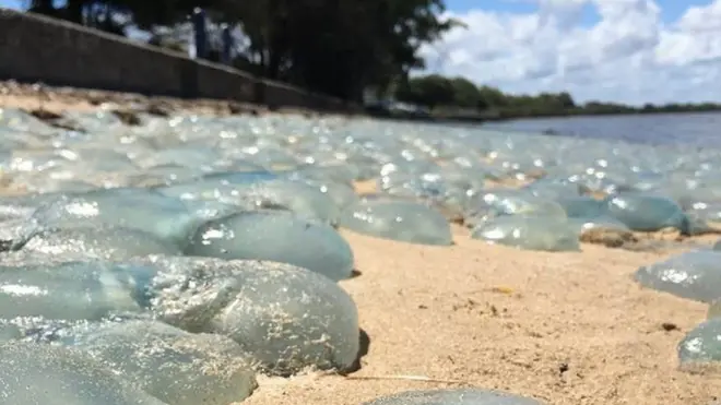 Nunca antes se había visto en la playa australiana una cantidad tan grande de estas medusas.