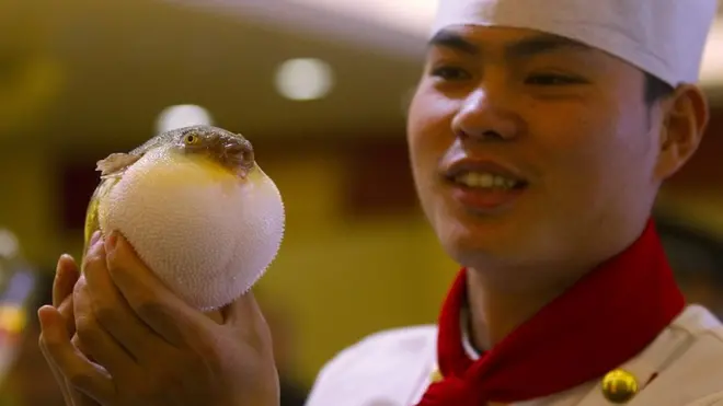 ปลาปักเป้าพองตัวสู้ ขณะที่พ่อครัวเตรียมนำไปประกอบอาหาร