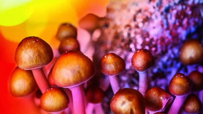 La psilocibina es el ingrediente activo de los hongos mágicos.