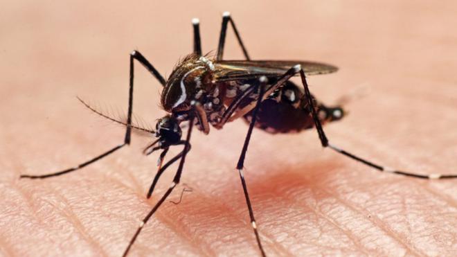 Mosquito Aedes aegypti