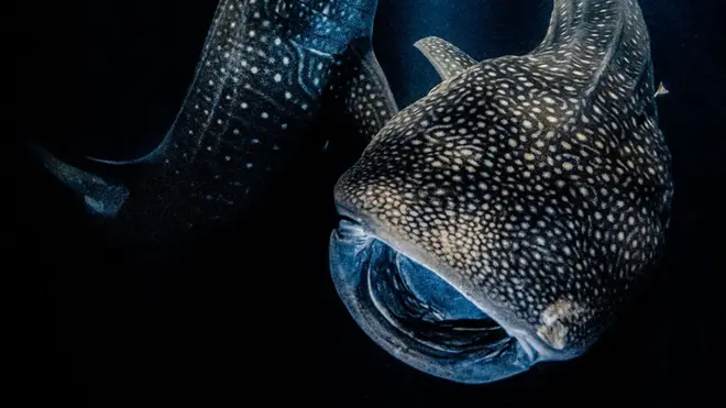 Whale sharks eat plankton in the light from a boat in the Maldives