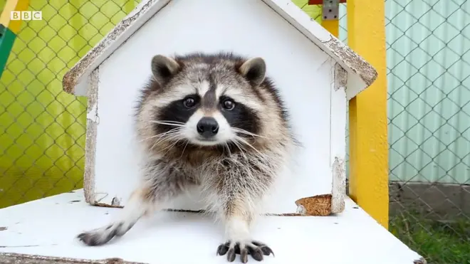 Єнототерапія - як тварини знімають стрес