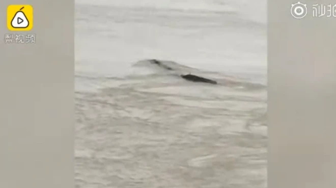 Grainy footage showed something that appeared to have a tail slithering back and forth in the water