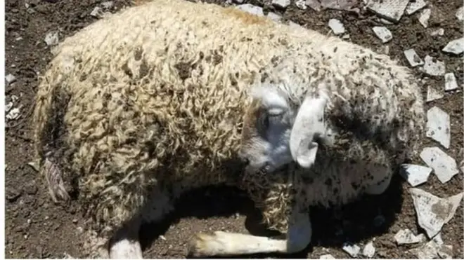 ЖЕРГИЛИКТҮҮЛӨР ТАРТЫП, ИНТЕРНЕТКЕ ЖАРЫЯЛАГАН СҮРӨТ