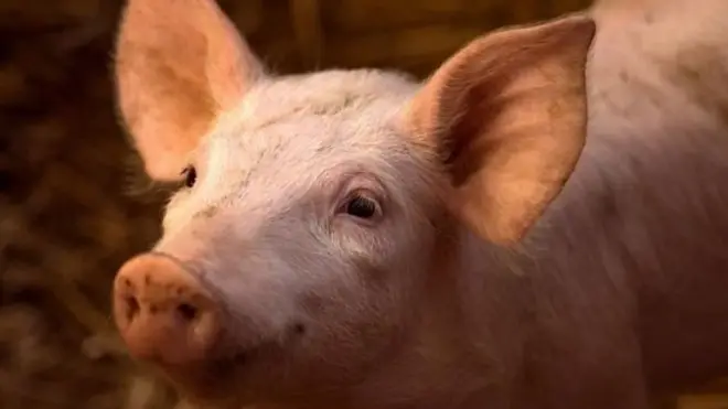 豬是比較聰明的動物