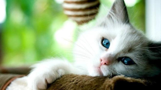 แมวขาวตาสีฟ้า