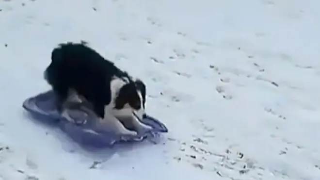 Животные в снегу