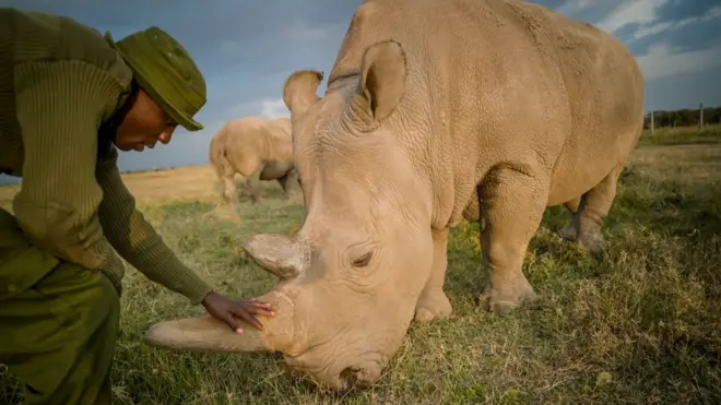 Остала су само два северна бела носорога на свету - две женкеThere are only two northern white rhinos left in the world - both of them female and infertile