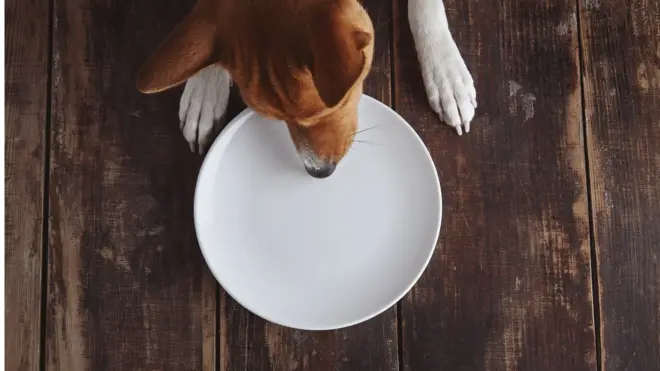 كلب يأكل من طبق