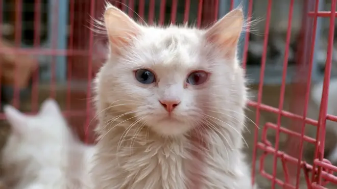 За издевательство над животными, по задумке авторов, можно будет получить до трех лет заключения