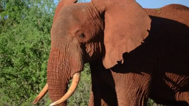 Торгівлю слоновою кісткою в Гонконзі повністю заборонять до 2021 року