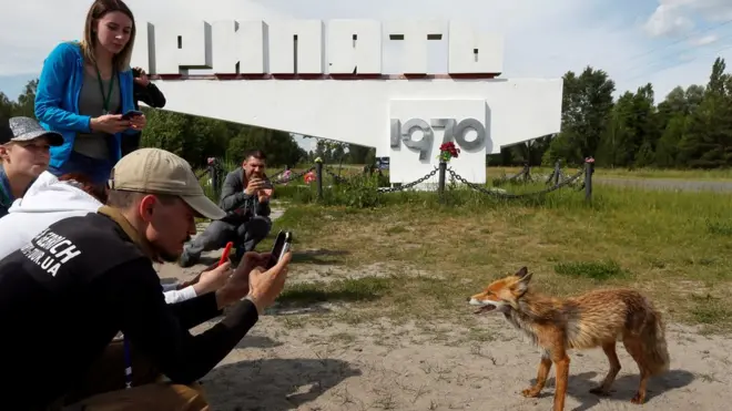 Лиса в Припяти