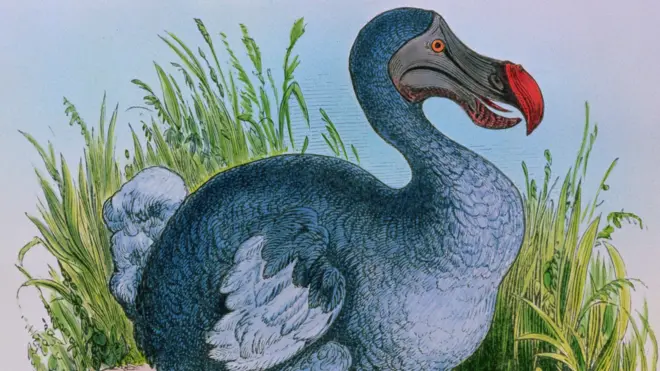 Дронты - одни из первых живых существ, ставших жертвами человека