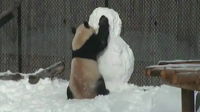 Panda jugando con muñeco de nieve