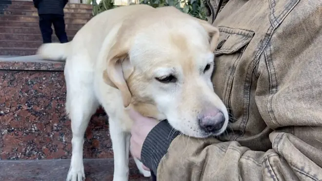 Peticija za kontrolu kontrolora: Kakvi su uslovi u prihvatilištima za životinje