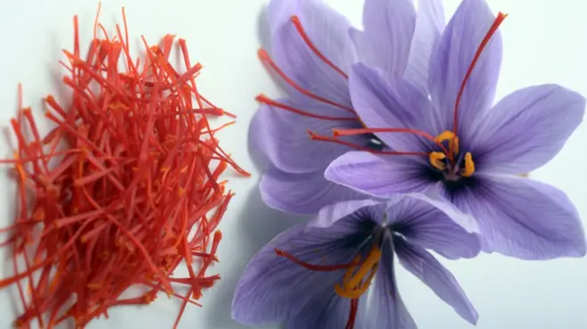 زعفران ایک بہت ہی قیمتی شئے ہے اور اس کا غذاؤں اور ادویات میں استعمال ہوتا ہے