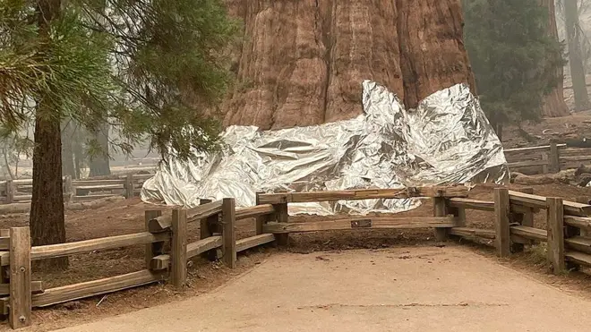 La base de General Sherman y de otras secuoyas gigantes fueron cubiertas por los bomberos en mantas de aluminio.