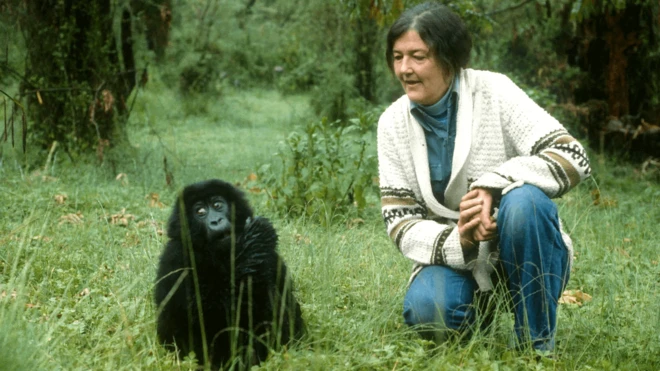 Fossey junt a un gorila.