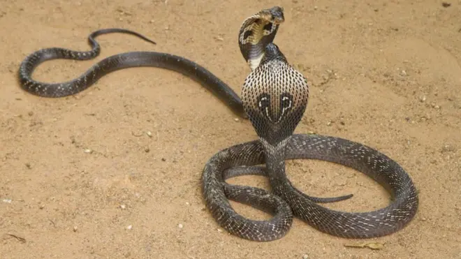 తాజు పాము